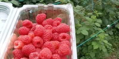 Sprzedam maliny w dużych ilościach.