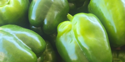 GREEN BELL PEPPERS FOR SALE – LARGE VOLUMES AVAILABLE