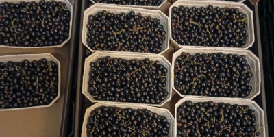 Sprzedam poprzeczkę czarna po 500gr szalka w kartonie 5