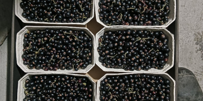 Sprzedam poprzeczkę czarna po 500gr szalka w kartonie 5