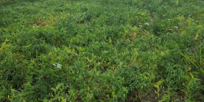 SPRZEDAM ŚWIEŻY GROSZEK OGRODOWY — 5 HA, ZBIORY TERAZ