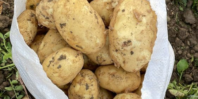 Sprzedam ziemniaki prosto od producenta! Po więcej szczegółów i