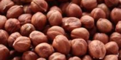 Orzechy laskowe, kalibracja 11–13 mm,mocno prażone Cena: 52,29 zł/kg,