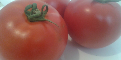 Sprzedam pomidory polne: okrągłe i podłużne, cena uzależniona od
