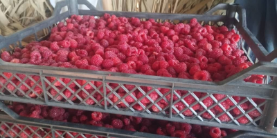 Eksport malin IQF z Uzbekistanu całe maliny 90/10, maliny