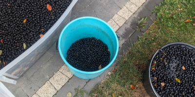 Witam pomału przygotowujemy się do zbioru, oferuję na sprzedaż