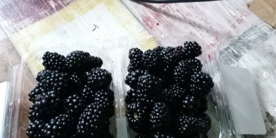 Sprzedajemy słodkie i smaczne jeżyny, plantacja Udati-Manzu, ul. Libertatii