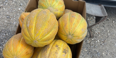 Producent melonów, cena ustalana jest poprzez wiadomość lub telefonicznie