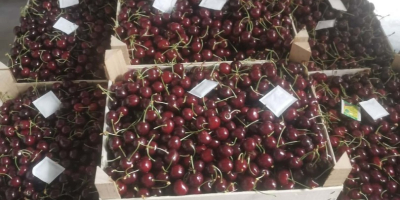 Witamy, Mamy obecnie 50 ton świeżych czereśni w magazynie,
