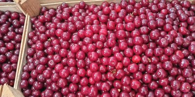 Witamy, Mamy obecnie 40 ton świeżych wiśni kwaśnych w