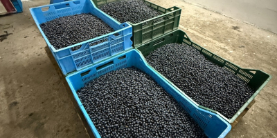 Fresh forest blueberries available, quantity and price to be