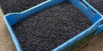 Fresh forest blueberries available, quantity and price to be