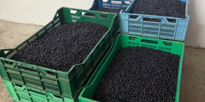 Fresh forest blueberries available, quantity and price to be