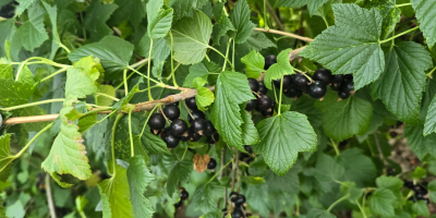 Witam Mam na sprzedaż owoce czarnej porzeczki po zbiorze