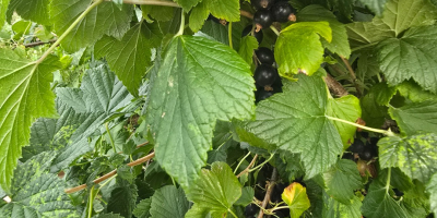 Witam Mam na sprzedaż owoce czarnej porzeczki po zbiorze
