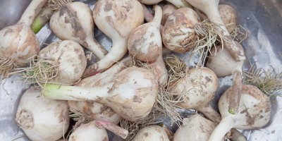 Sprzedam około 150 kg czosnku jarego jarus, bardzo aromatyczny,