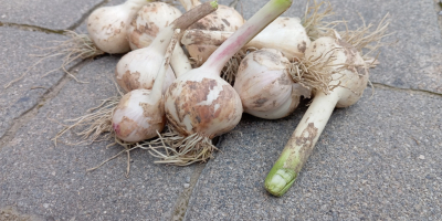 Sprzedam około 150 kg czosnku jarego jarus, bardzo aromatyczny,
