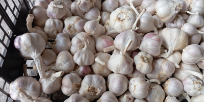 Sprzedam około 150 kg czosnku jarego jarus, bardzo aromatyczny,