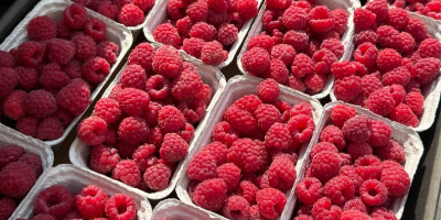 Fresh Raspberries for Export – Class I – Variety