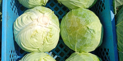Kapusta biała twarda odmiana padoc kaliber 2+kg