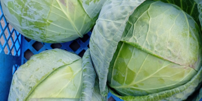 Kapusta biała twarda odmiana padoc kaliber 2+kg