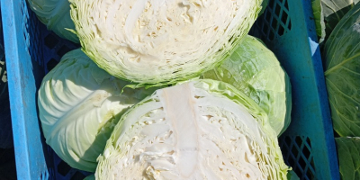 Kapusta biała twarda odmiana padoc kaliber 2+kg