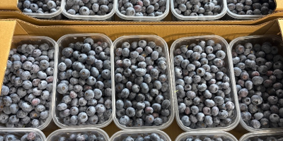 Borówka amerykańska odmiany Duke I Blue krop 14+