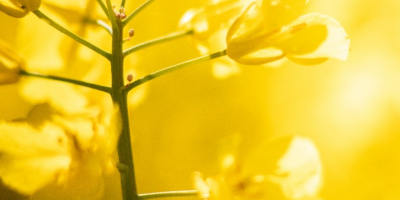 Rzepak, uprawa 2026 — Ukraina Origin Trade Oil Sp.