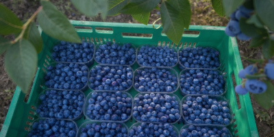 Mam do sprzedaży ok 500 kg borówki amerykańskiej, ładnej