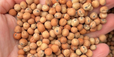 Groch Pastewny Peluszka Field Peas zbiór 2026 . Oczyszczony