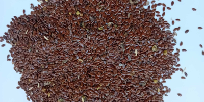Sprzedam siemię lniane odmiany Attila. Ilość 800 ton. Pakowane