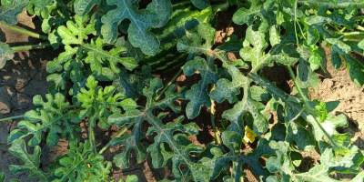 Sprzedam arbuza, mersini! Jest w 100% naturalny, niepoddany obróbce.