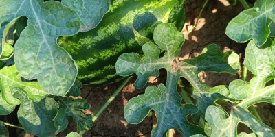 Sprzedam arbuza, mersini! Jest w 100% naturalny, niepoddany obróbce.