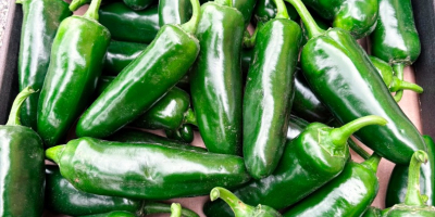 Sprzedam świeże JALAPEÑO Zrywane pod zamówienie. Ilości ok. 100kg