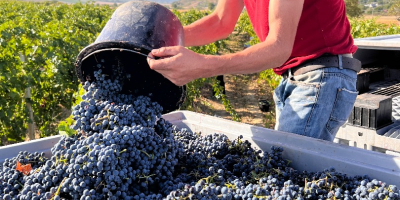 Gospodarstwo winiarskie w Rumunii oferuje na sprzedaż 500 ton