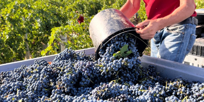 Gospodarstwo winiarskie w Rumunii oferuje na sprzedaż 500 ton