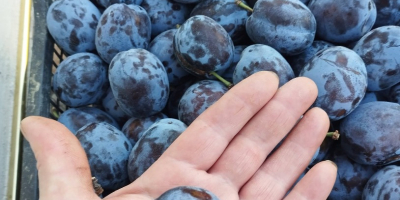 Sprzedajemy śliwki odmiany "Czaczańska najbolja" w cenie 1 euro