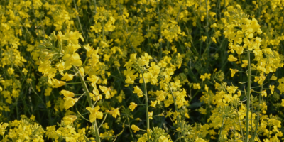 Bezpośrednio od producenta: rzepak ukraiński, zbiór 2026 r. Korsoil