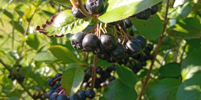 ARONIA NA SPRZEDAŻ 15 lejów kg