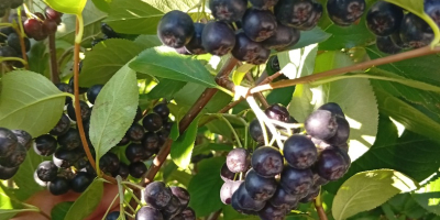 ARONIA NA SPRZEDAŻ 15 lejów kg