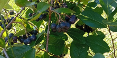 ARONIA NA SPRZEDAŻ 15 lejów kg