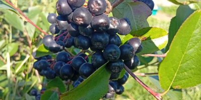ARONIA NA SPRZEDAŻ 15 lejów kg