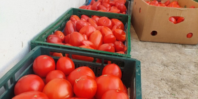 Sprzedaję świeże, smaczne warzywa: Pomidory Ogórki Cukinia