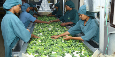 Import bezpośredni z Indii - Korniszony, Jalapeno, Kapary -