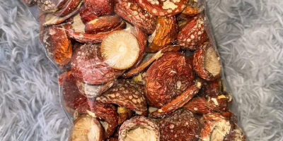 Sprzedam borowiki jak na zdieciu