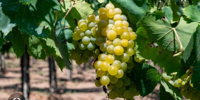 Winogrona z certyfikowaną uprawą ekologiczną na sprzedaż, odmiany Trebbiano,