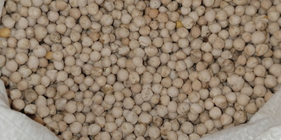 Ciecierzyca w workach 50kg, wyselekcjonowana 800kg na skałach