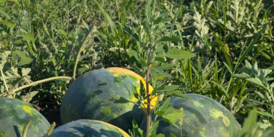 Lokalny producent, członek spółdzielni warzywnej Probota, sprzedaje arbuzy, odmiany