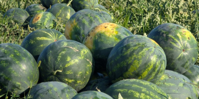 Lokalny producent, członek spółdzielni warzywnej Probota, sprzedaje arbuzy, odmiany