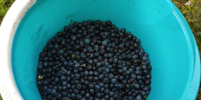 Sprzedam 5 słoików jagód - 0,9 l każdy. Zbierane